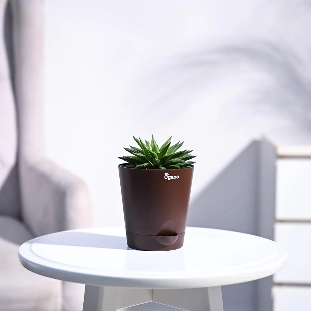 Haworthia Turgida - Image 27