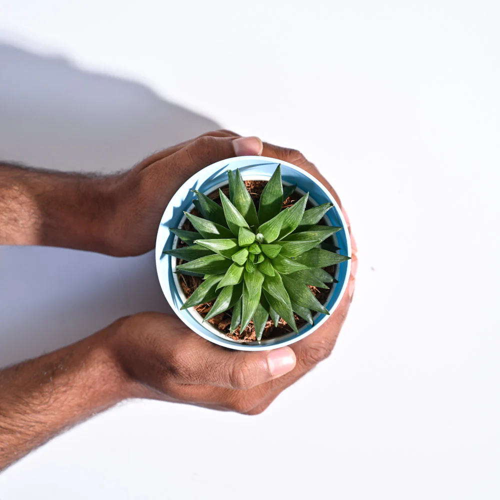 Haworthia Turgida - Image 29