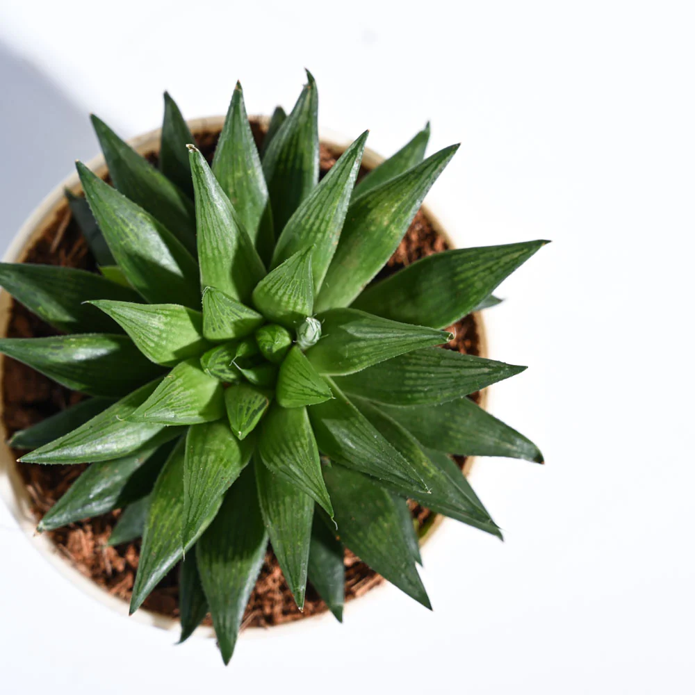 Haworthia Turgida - Image 36