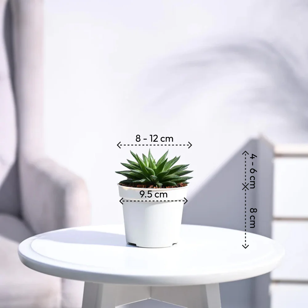Haworthia Turgida - Image 4
