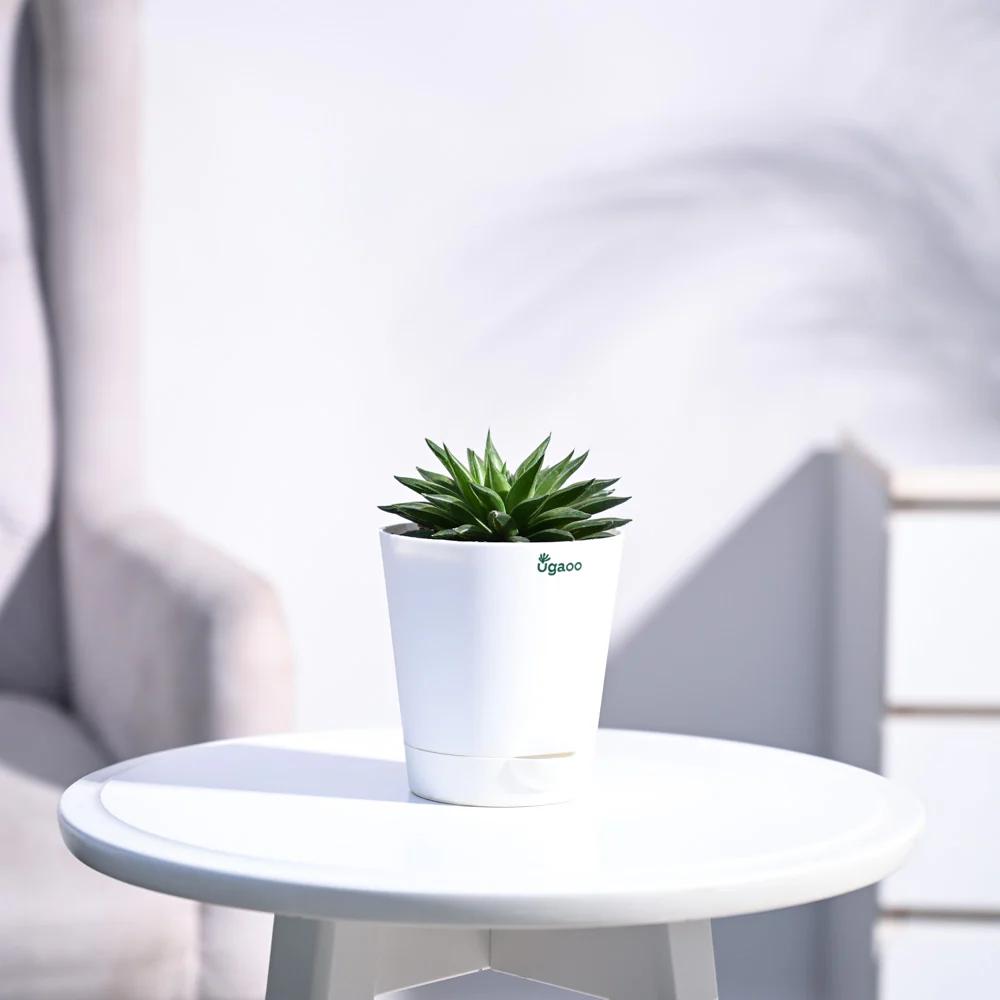 Haworthia Turgida - Image 7