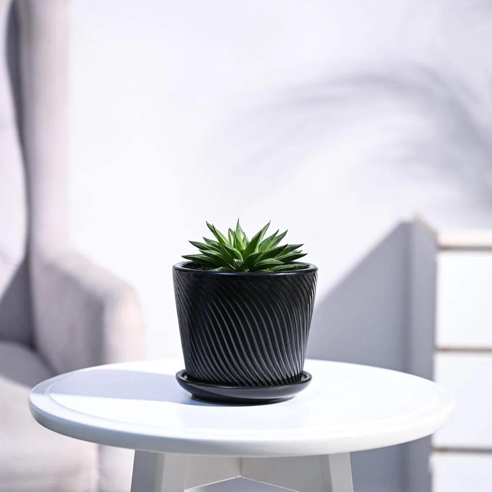 Haworthia Turgida - Image 71