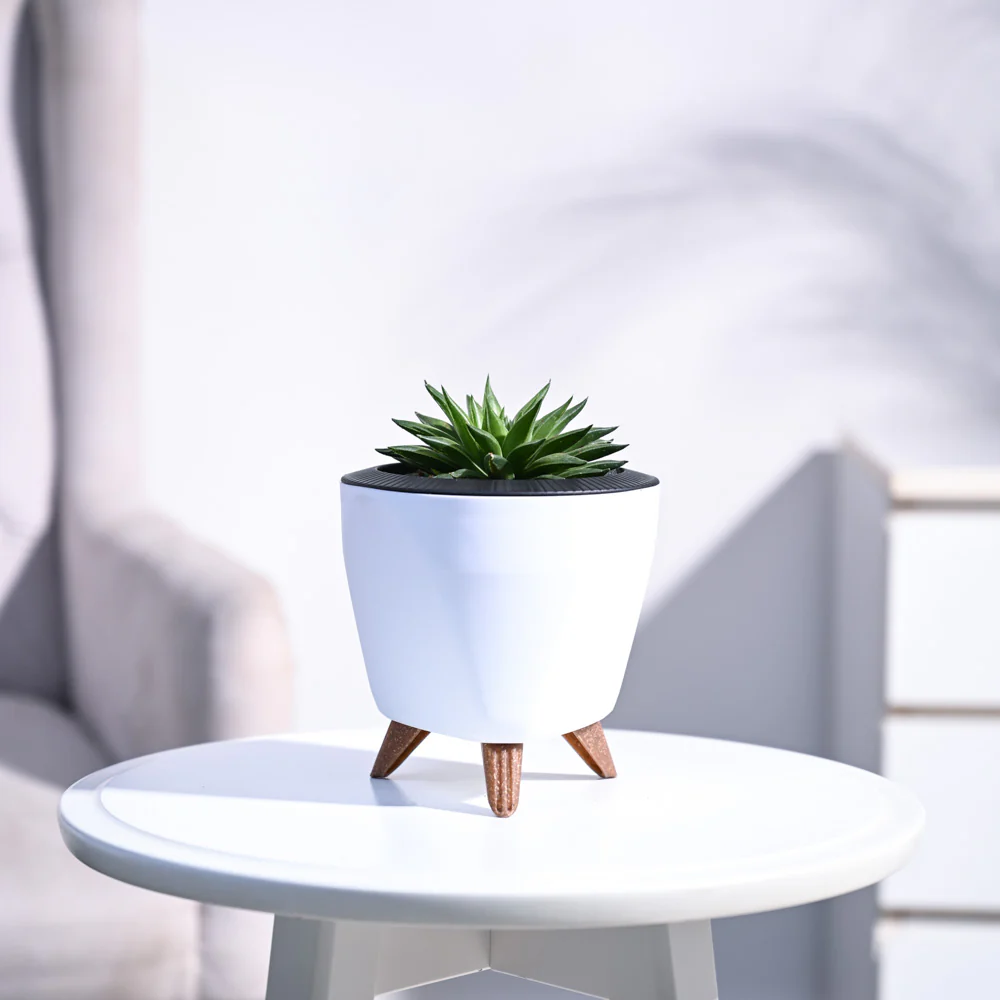 Haworthia Turgida - Image 75