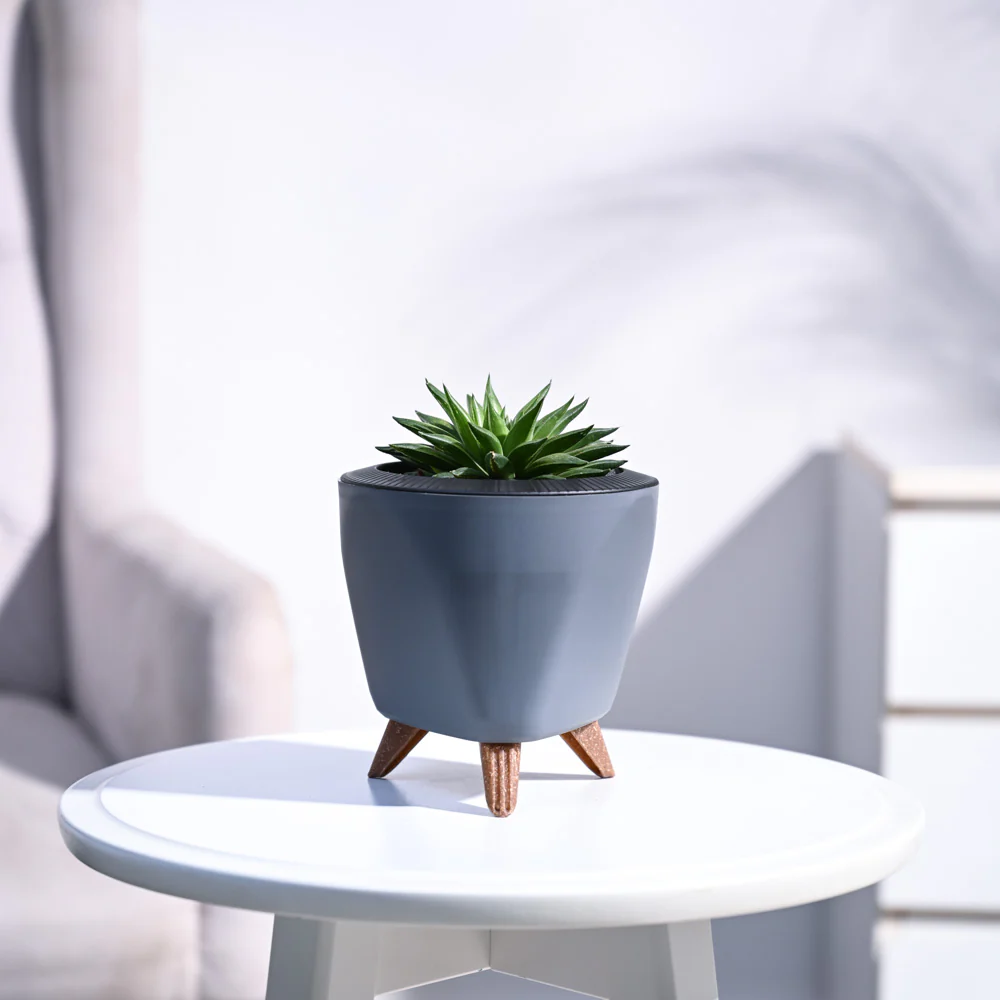 Haworthia Turgida - Image 79