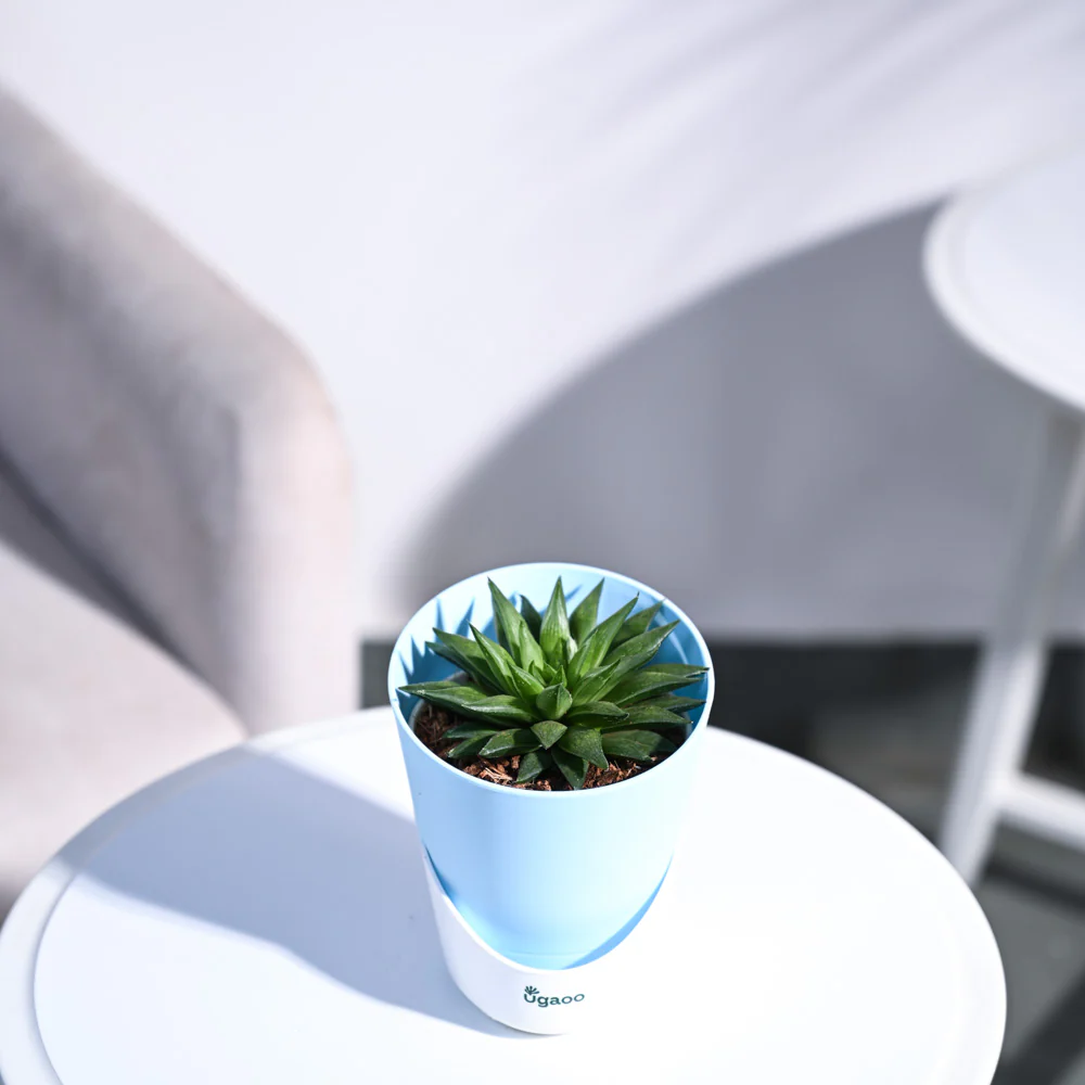 Haworthia Turgida - Image 82