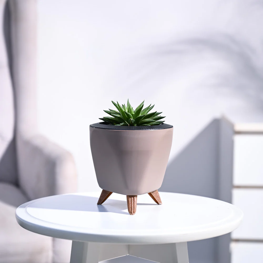 Haworthia Turgida - Image 83