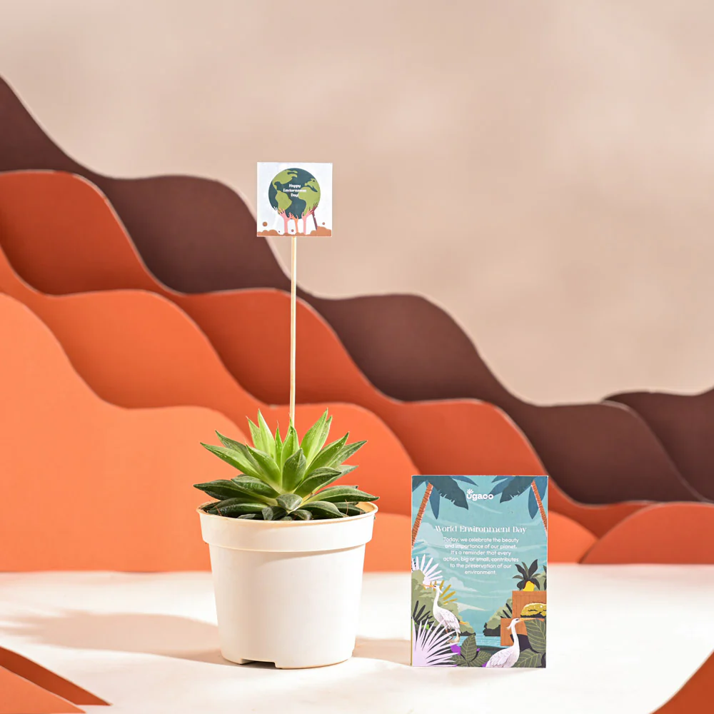 Haworthia Turgida For Environment Day Gifting - Image 56