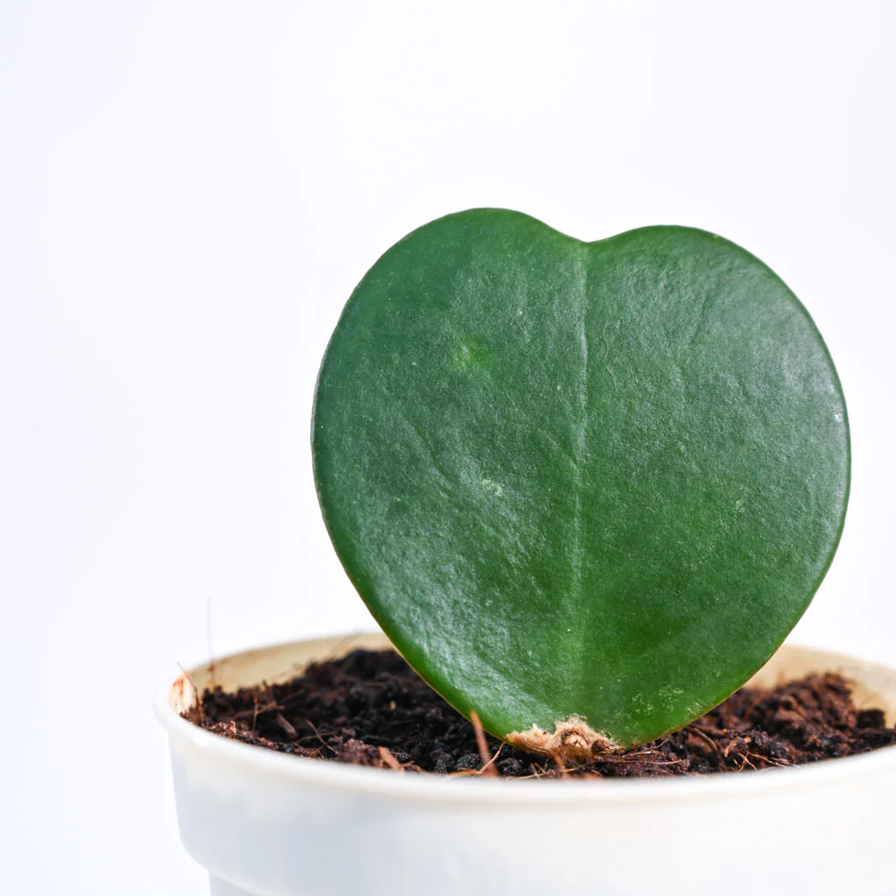 Heart Hoya Plant - Image 110