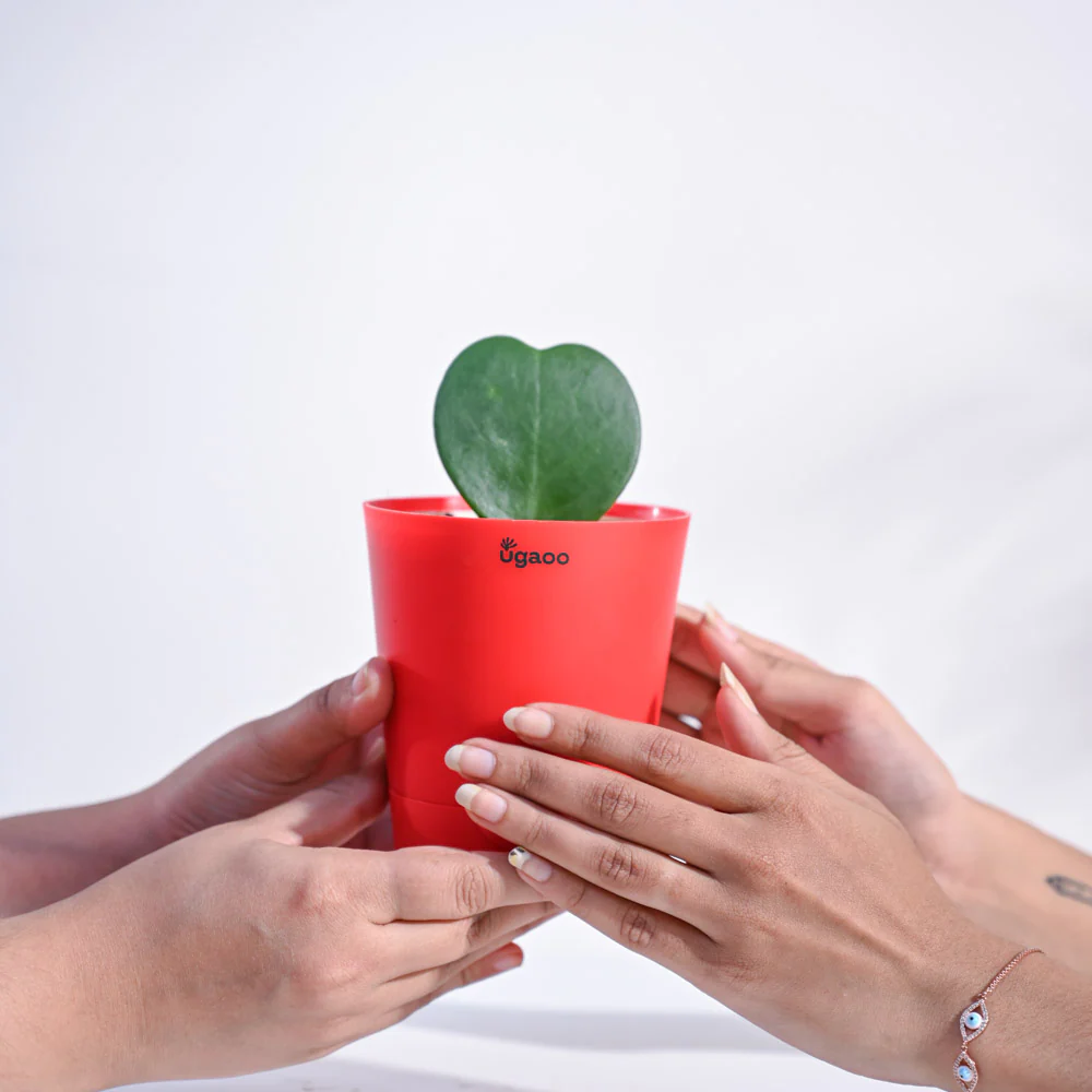 Heart Hoya Plant - Image 124