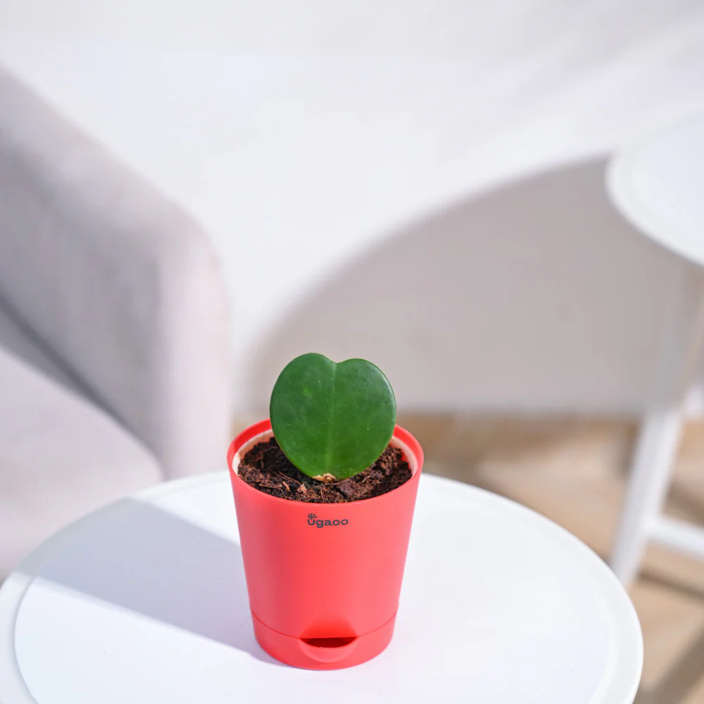 Heart Hoya Plant - Image 38