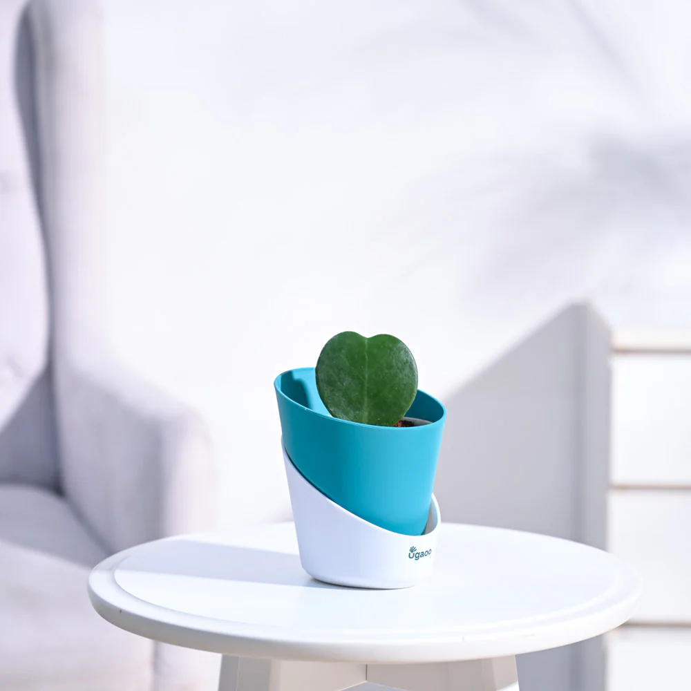Heart Hoya Plant - Image 4