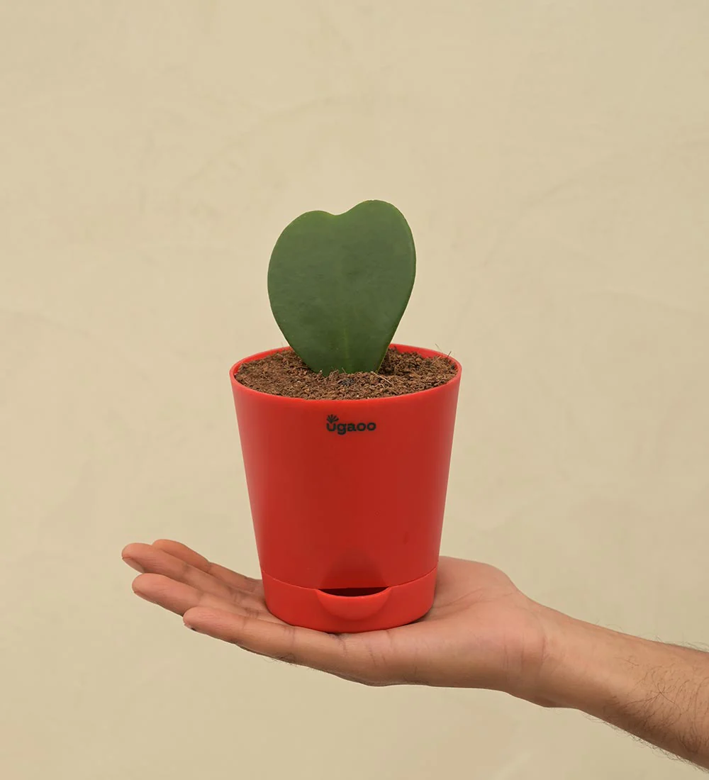 Heart Hoya Plant - Image 8