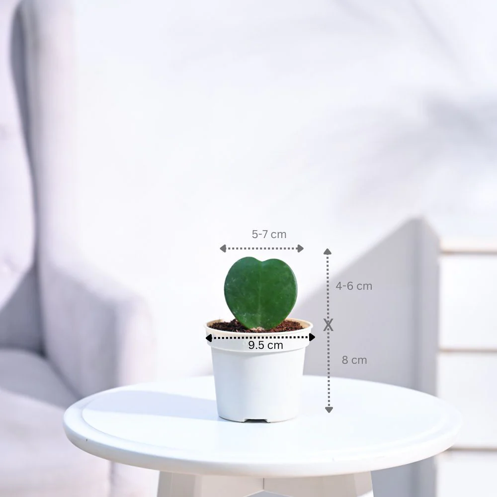 Heart Hoya Plant - Image 87