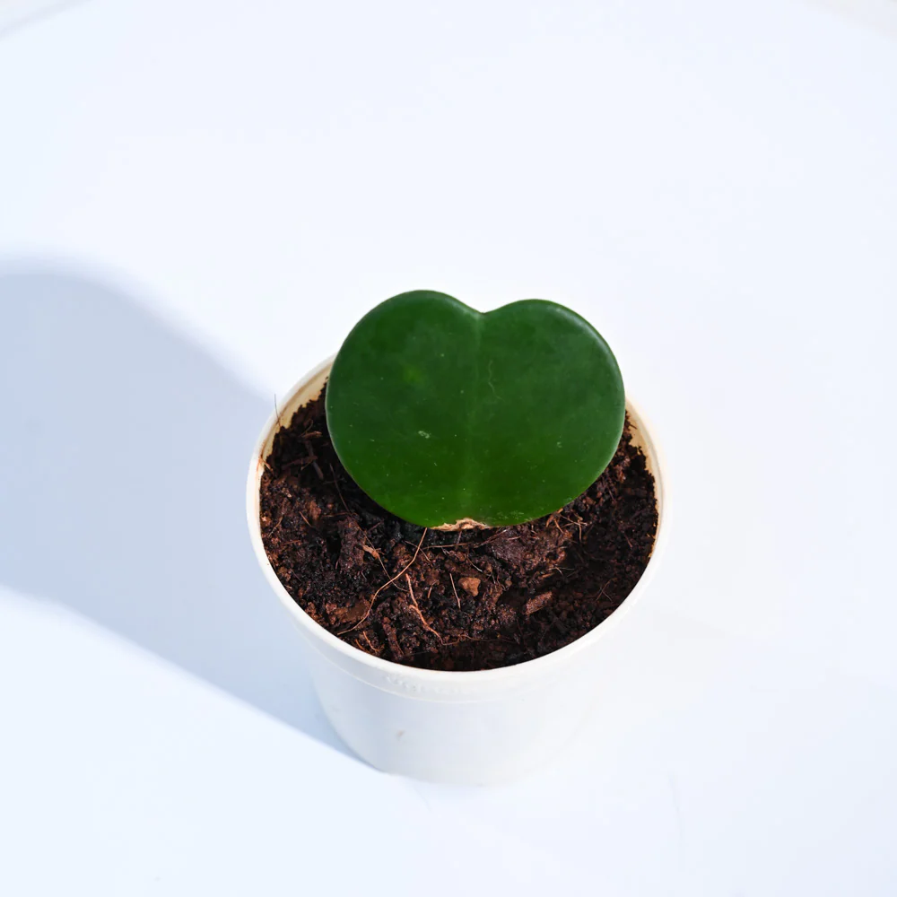 Heart Hoya Plant - Image 96