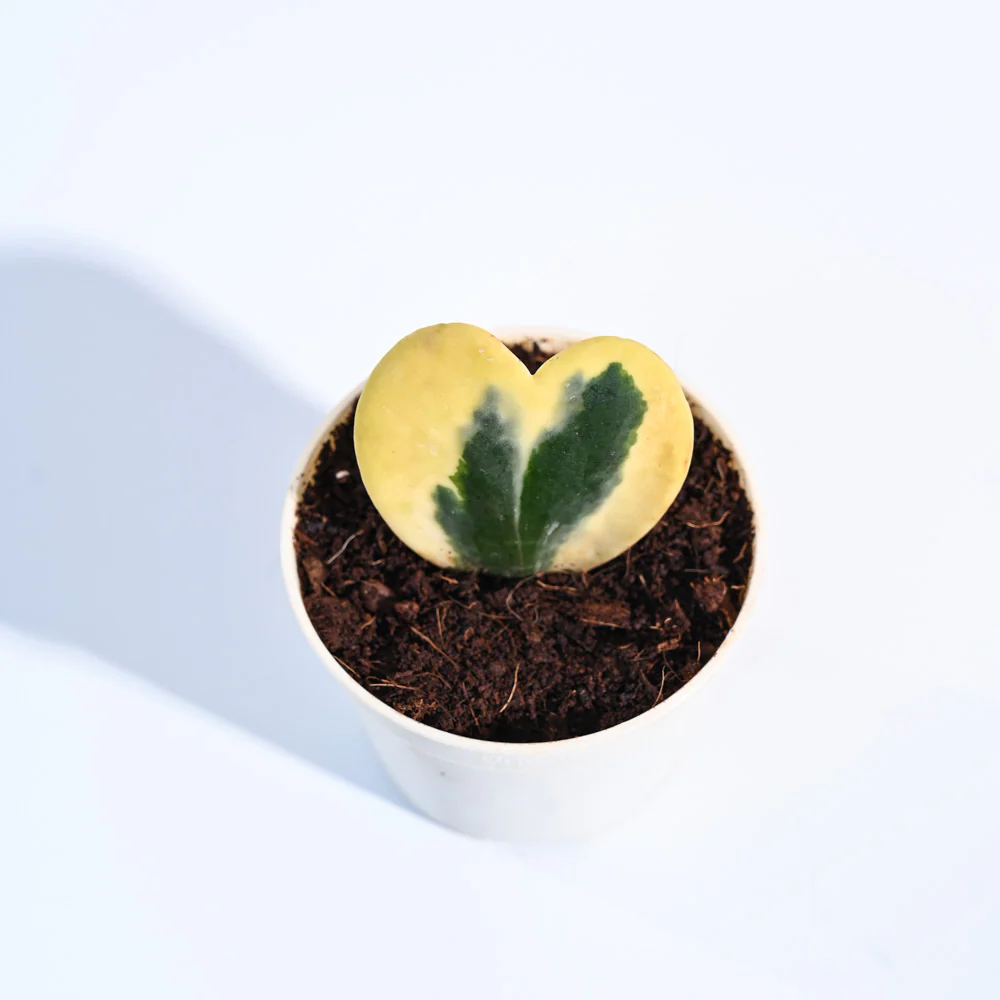 Heart Hoya Plant - Variegated - Image 100