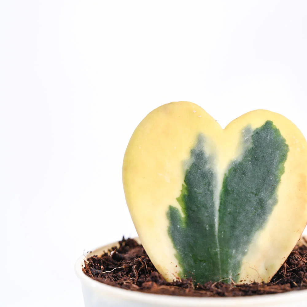 Heart Hoya Plant - Variegated - Image 29