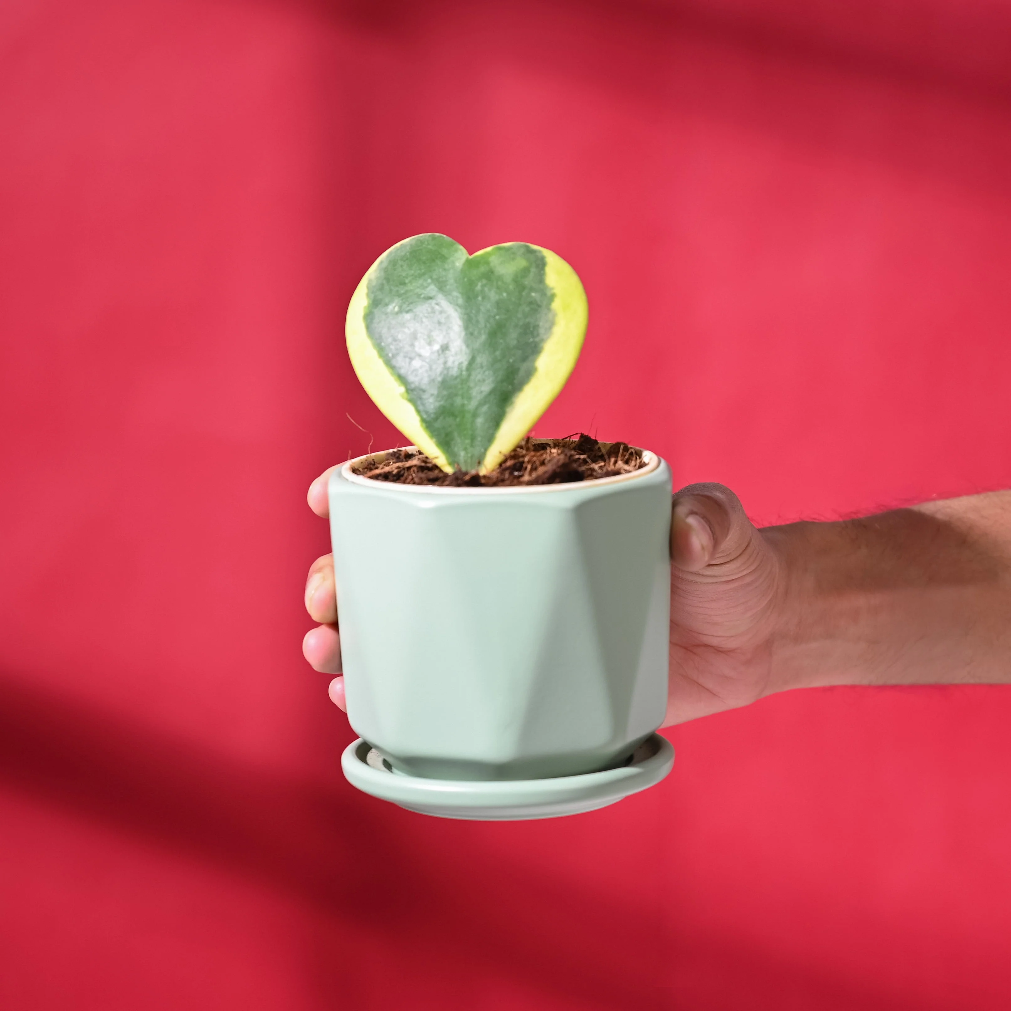 Heart Hoya Variegated with Diamond Mint - Image 4