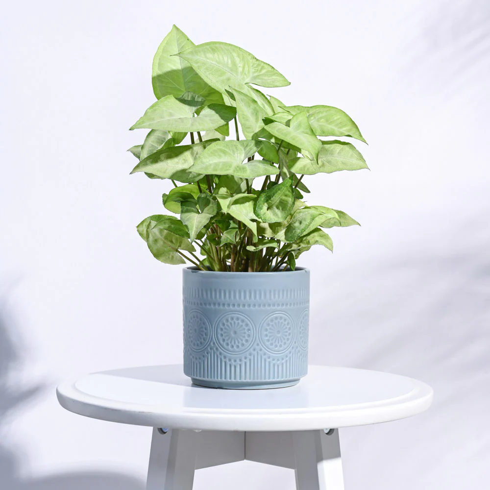 Henna Ceramic Pot - Image 16