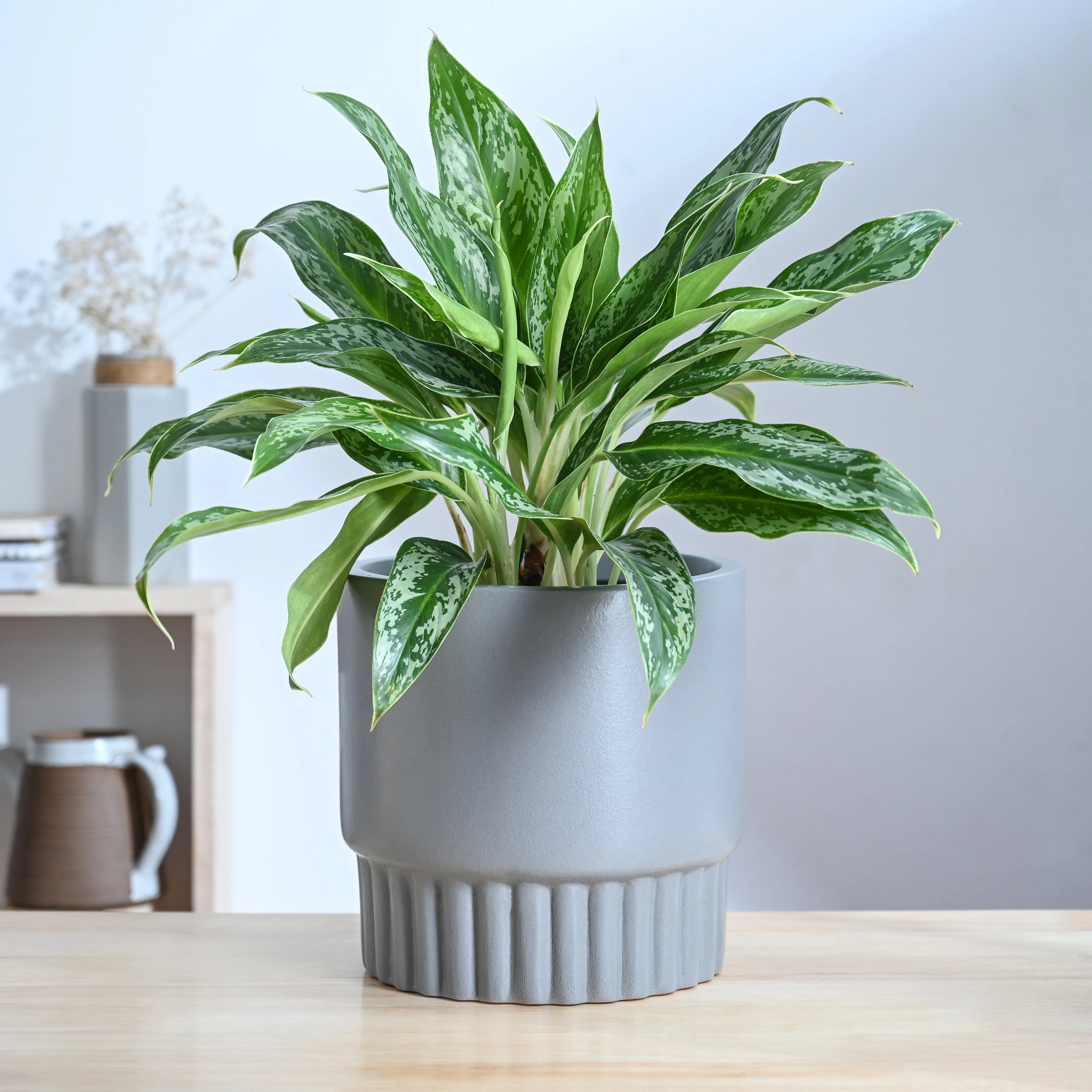 Immortal Nights Ceramic Planter - Image 17