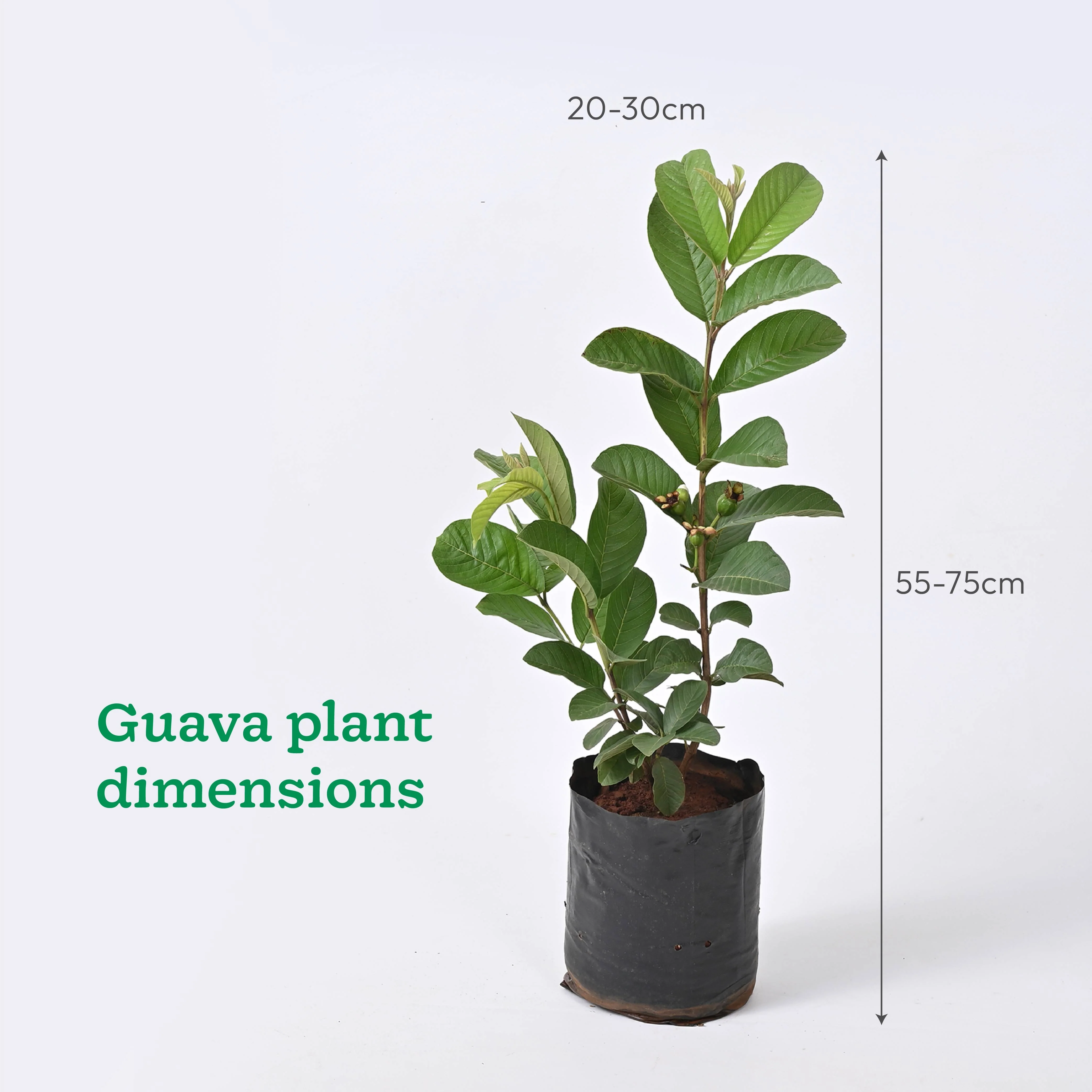Pomegranate, Lemon, Guava - Combo of 3 Fruit Plants with Grow Bag - Image 7