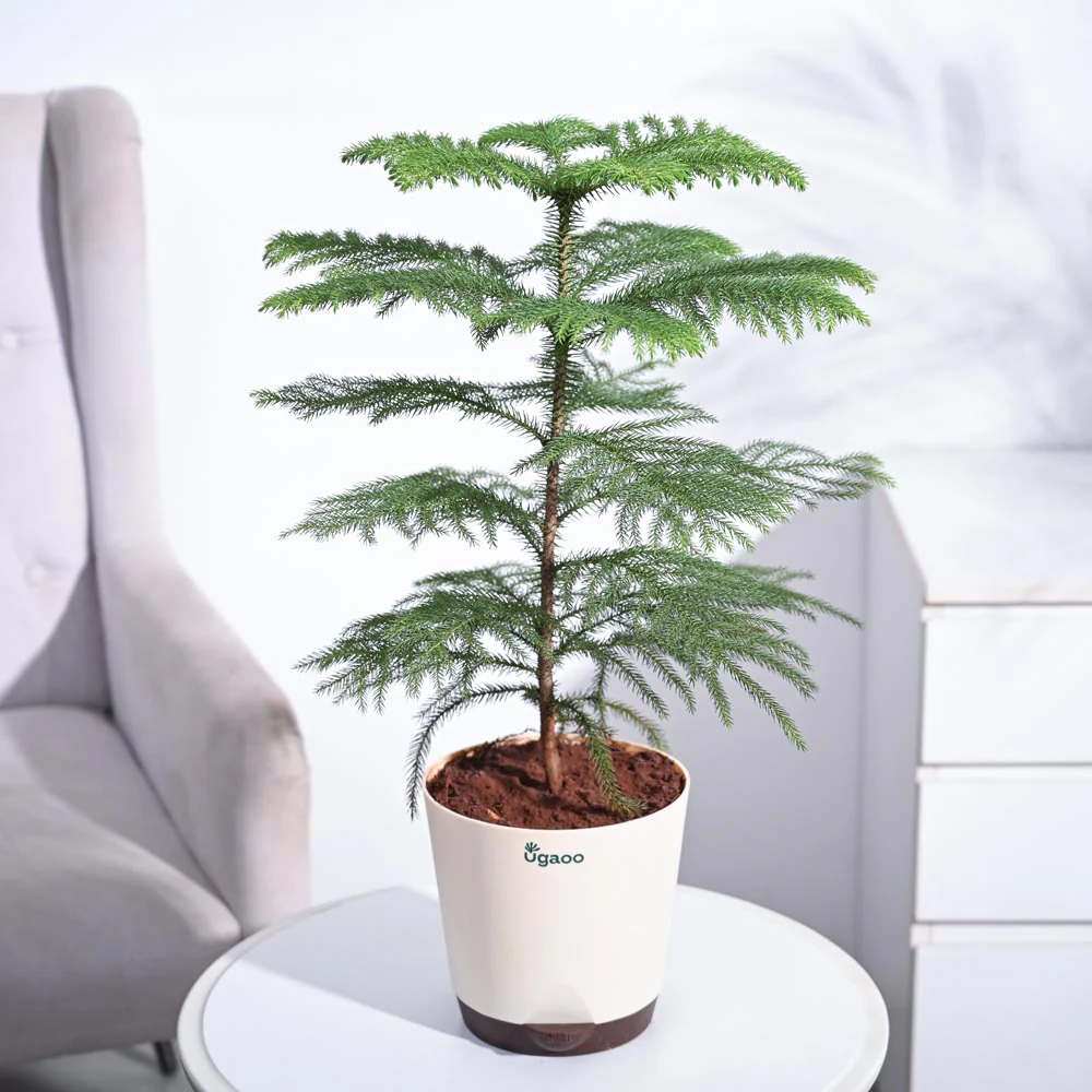 Indian Christmas Tree - Image 2