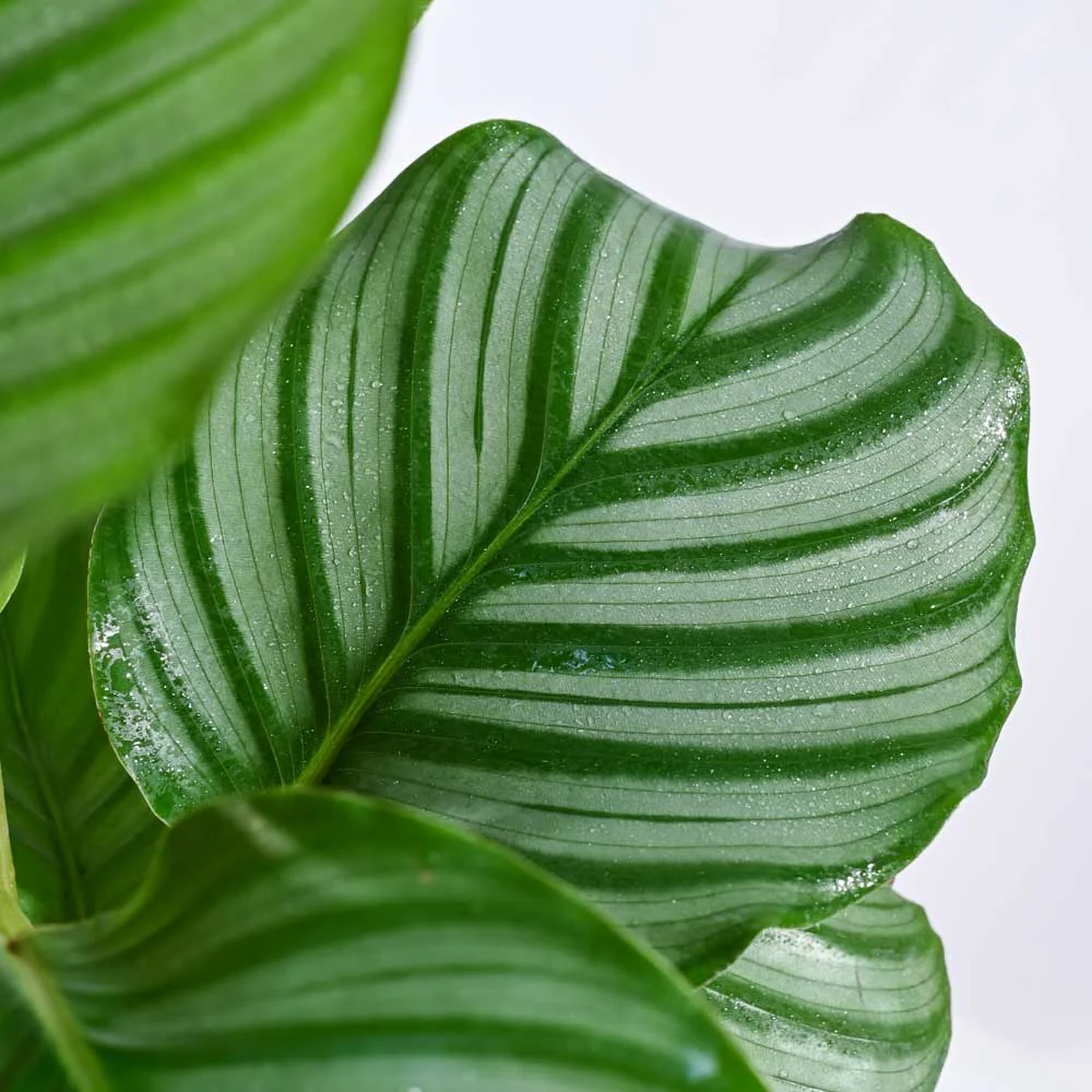 Indoor Jungle Indoor Plant Bundle - Image 4