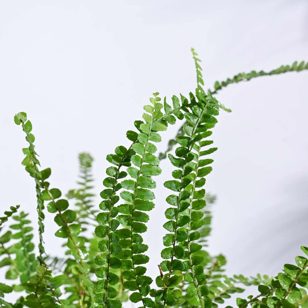 Indoor Jungle Indoor Plant Bundle - Image 6