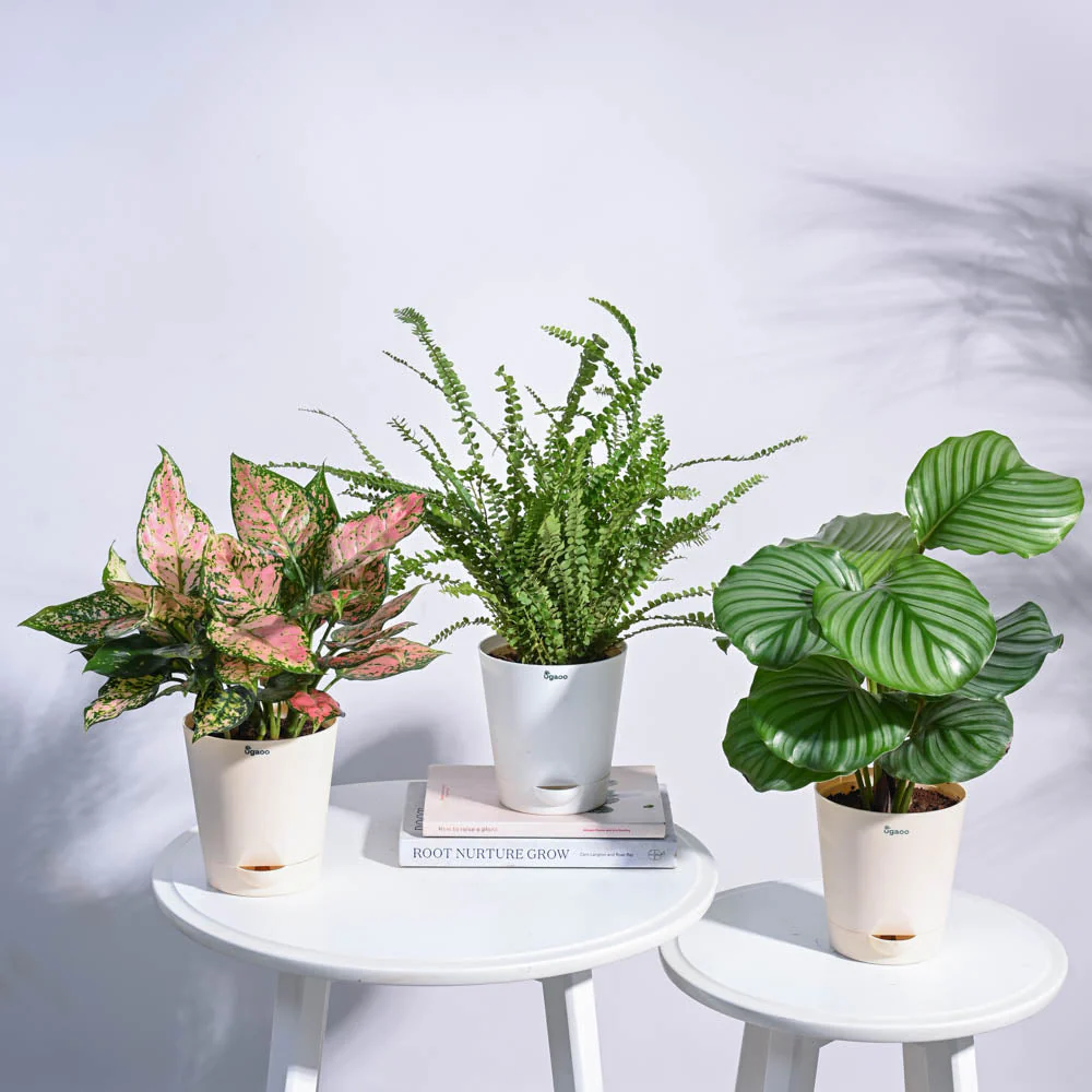 Indoor Jungle Indoor Plant Bundle - Image 7