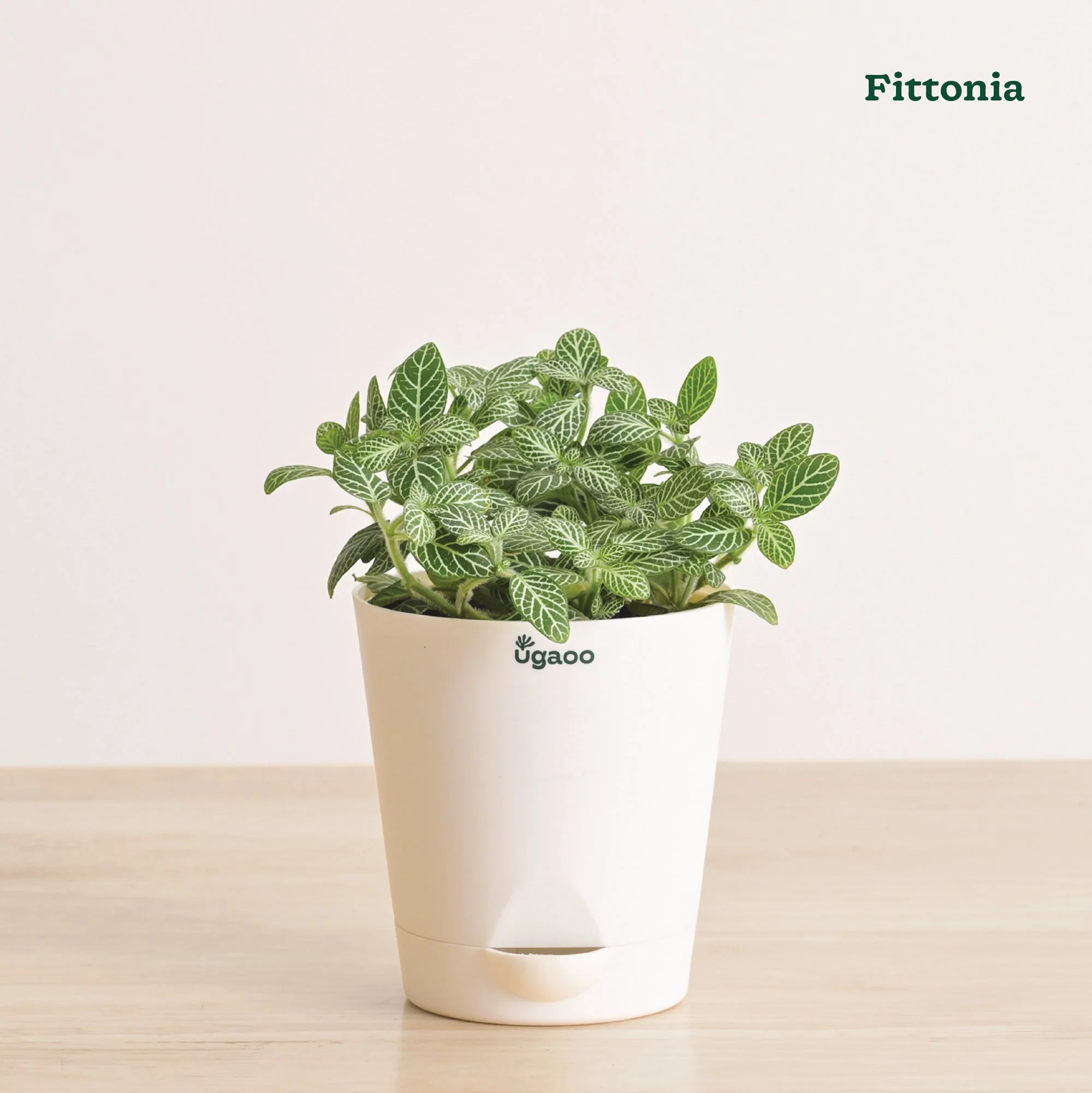 Indoor Plant Bundle: Fittonia, Jade Mini, Broken Heart, Philodendron Oxycardium Golden - Image 5