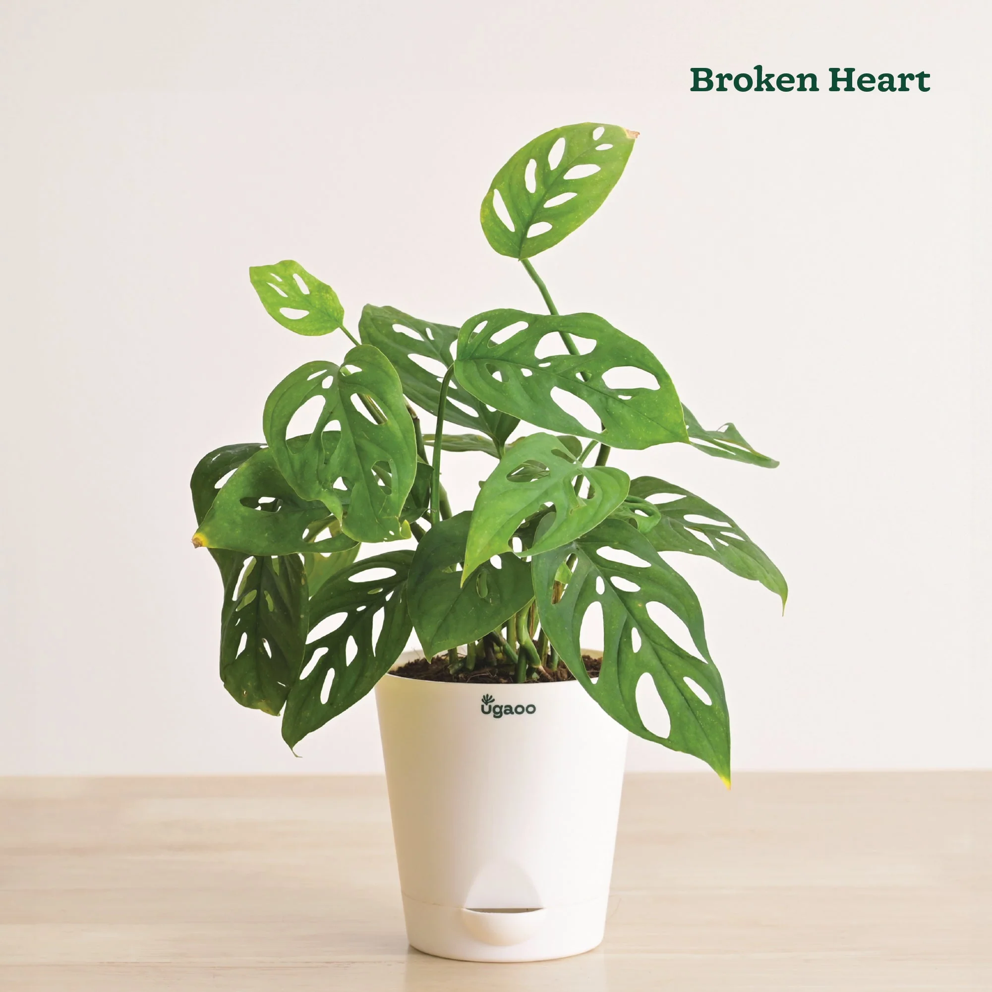 Indoor Plant Bundle: Fittonia, Jade Mini, Broken Heart, Philodendron Oxycardium Golden - Image 6