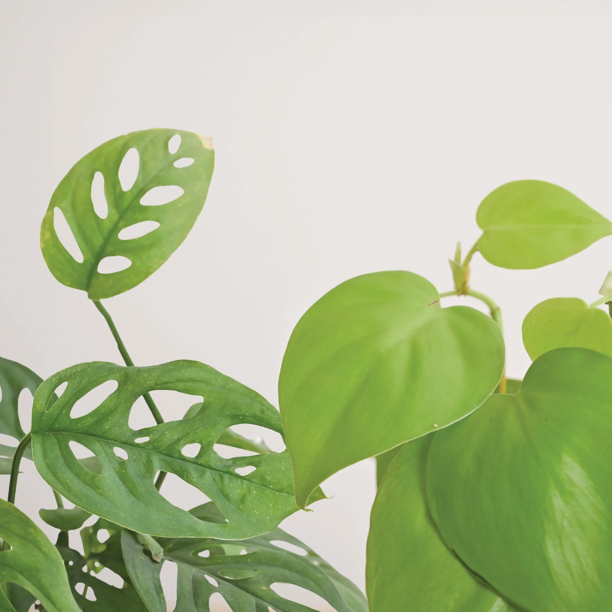 Indoor Plant Bundle: Fittonia, Jade Mini, Broken Heart, Philodendron Oxycardium Golden - Image 7