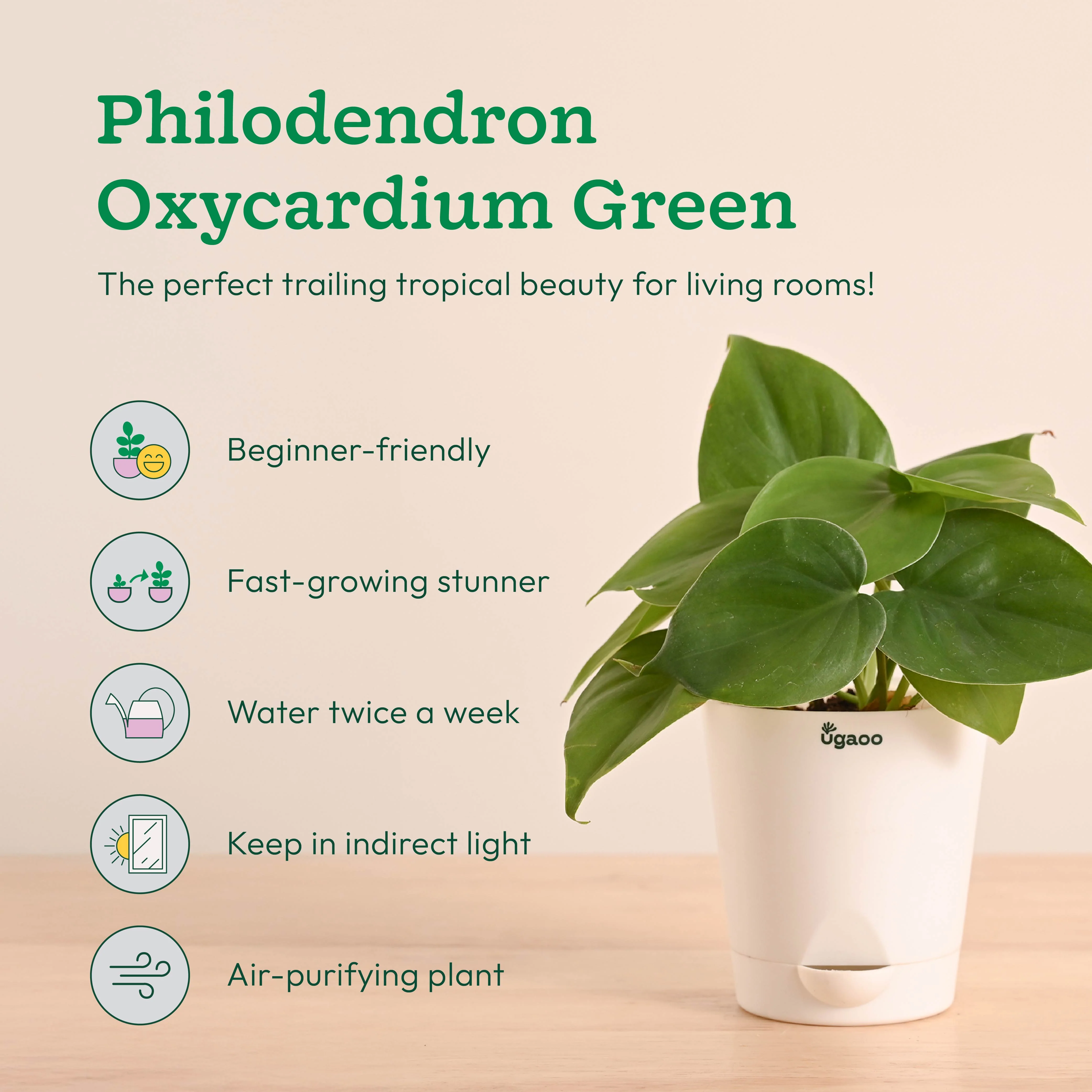 Easy Indoor Plant Bundle for Beginners - Image 3