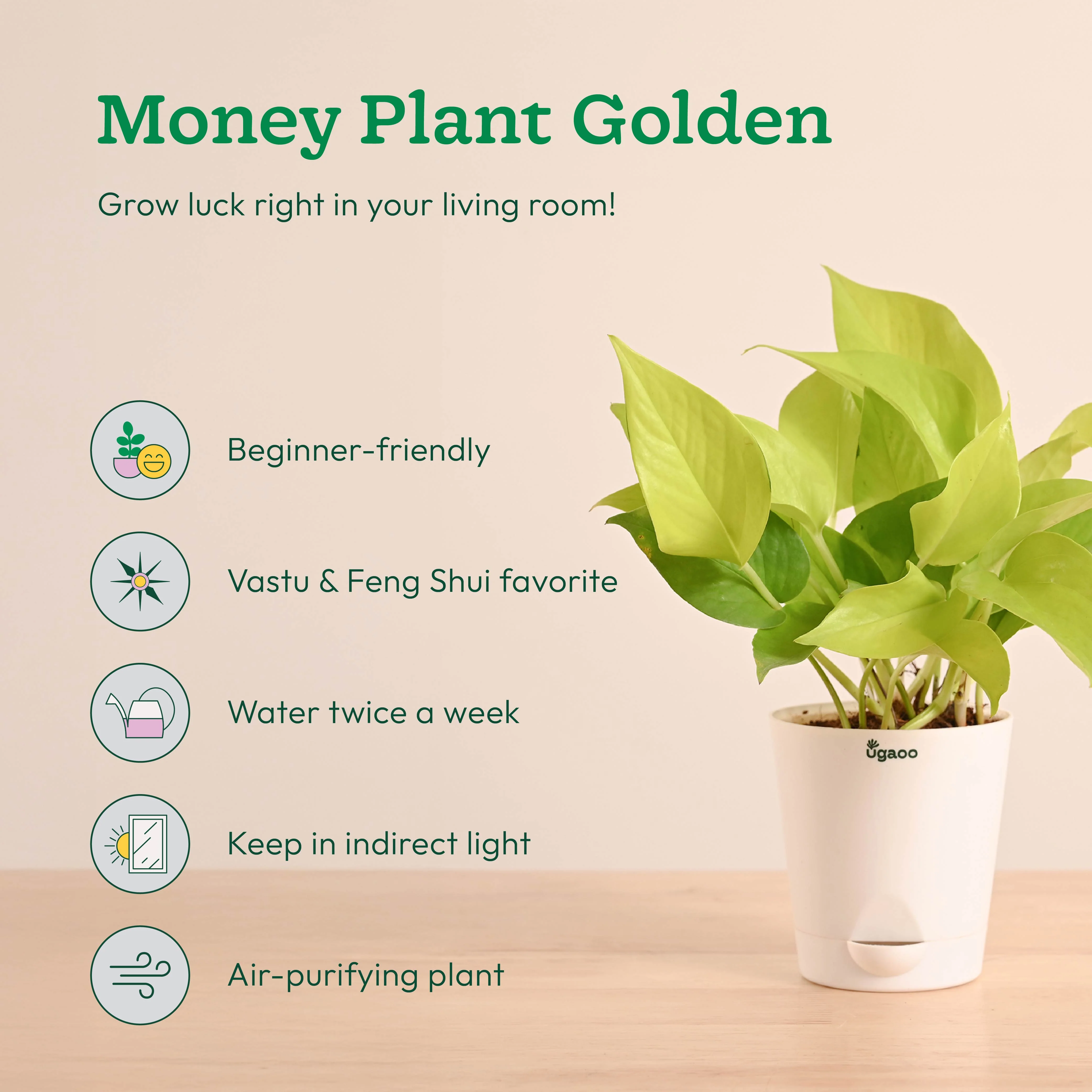 Easy Indoor Plant Bundle for Beginners - Image 4
