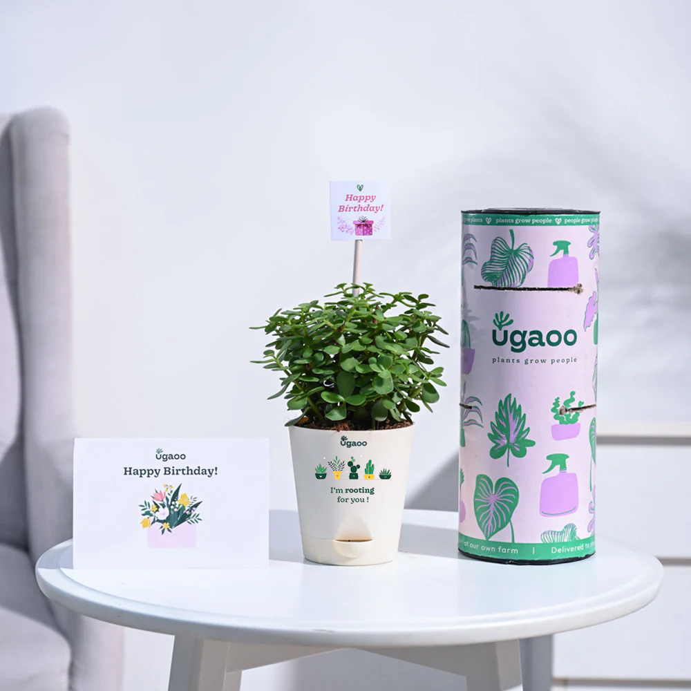 Jade Mini Birthday Gift Hamper - Image 2