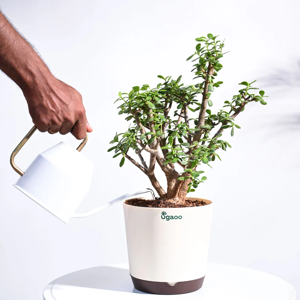 Jade Mini Bonsai - Image 4