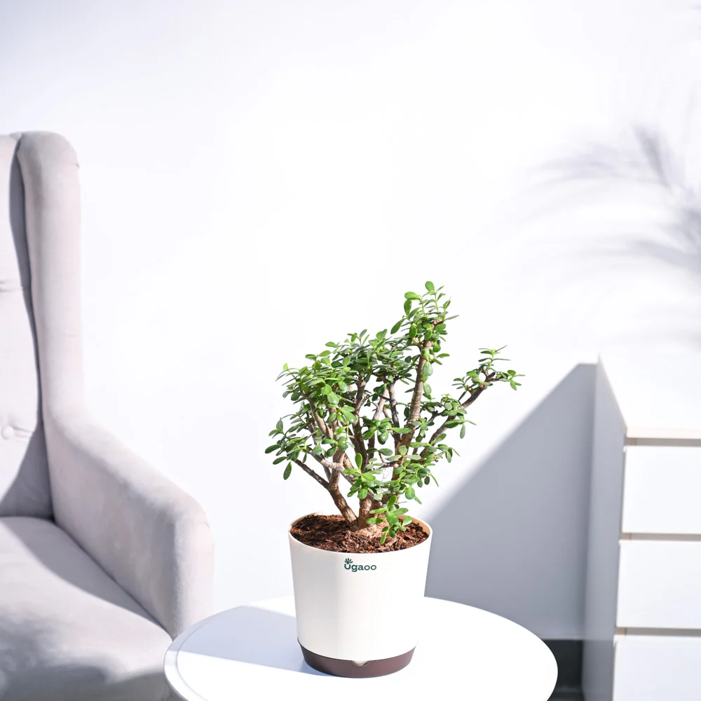 Jade Mini Bonsai - Image 5