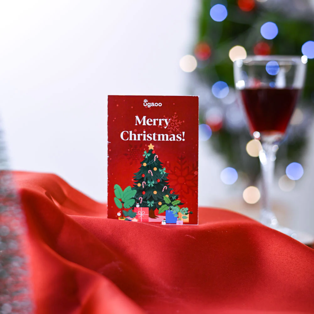 Jade Mini Plant Christmas Gift Hamper - Image 3