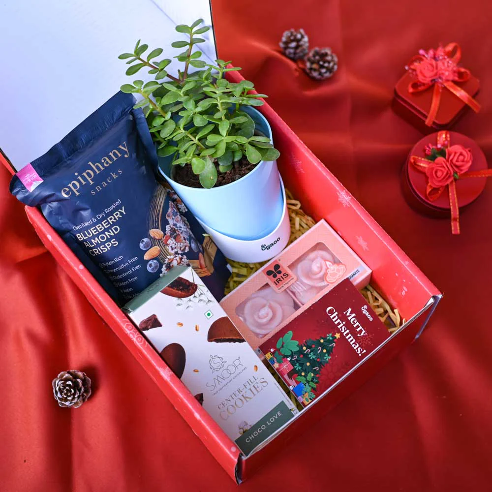 Jade Mini Plant Christmas Gift Hamper - Image 7
