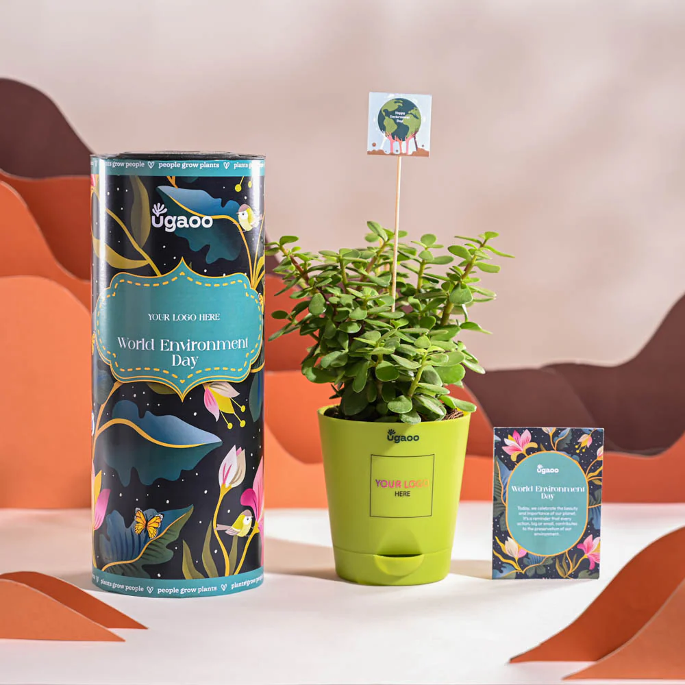 Jade Mini Plant For Environment Day Gifting - Image 14