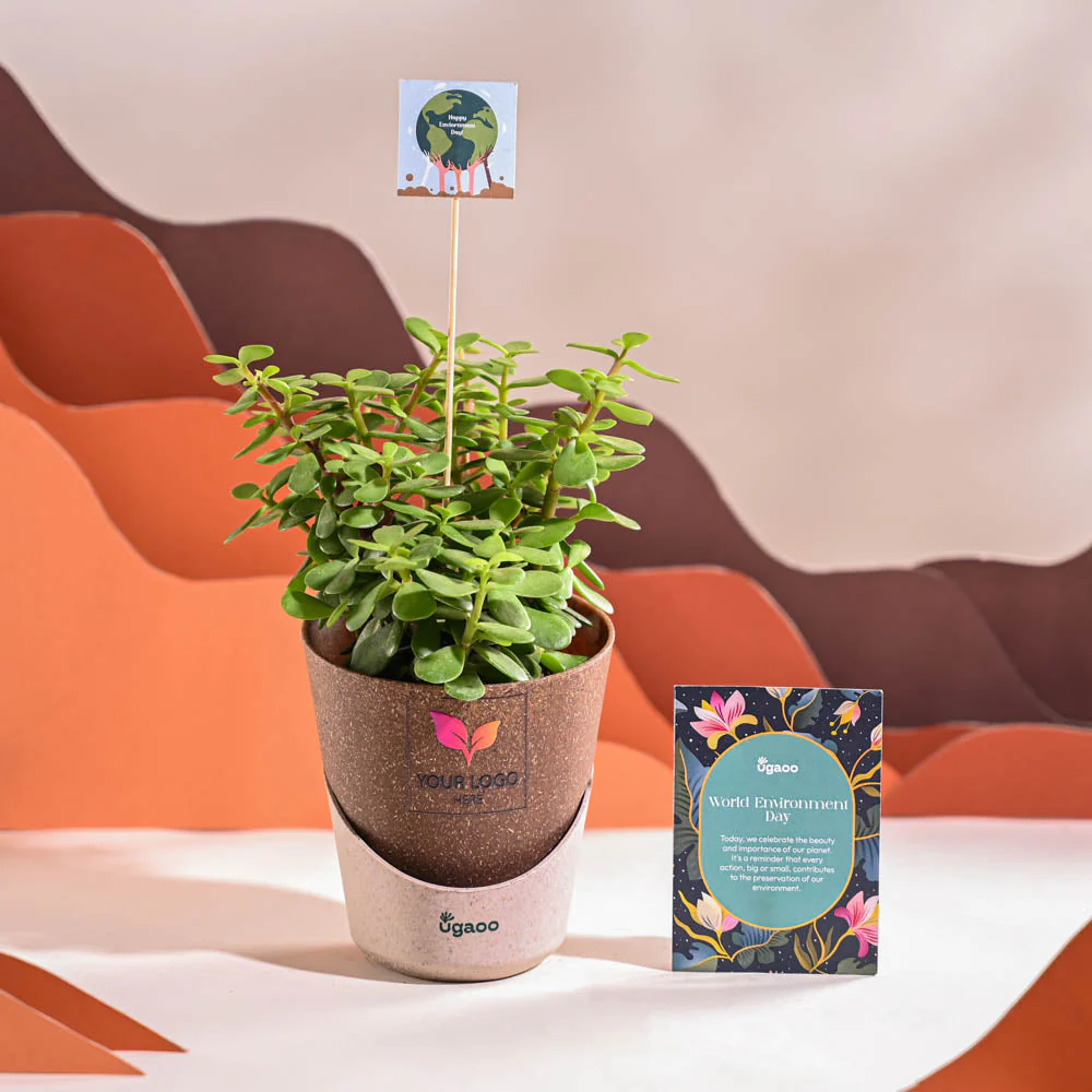 Jade Mini Plant For Environment Day Gifting - Image 32