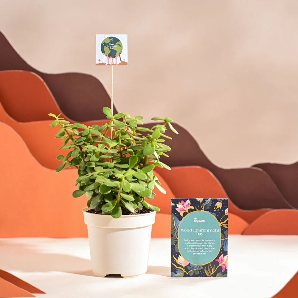 Jade Mini Plant For Environment Day Gifting - Image 68