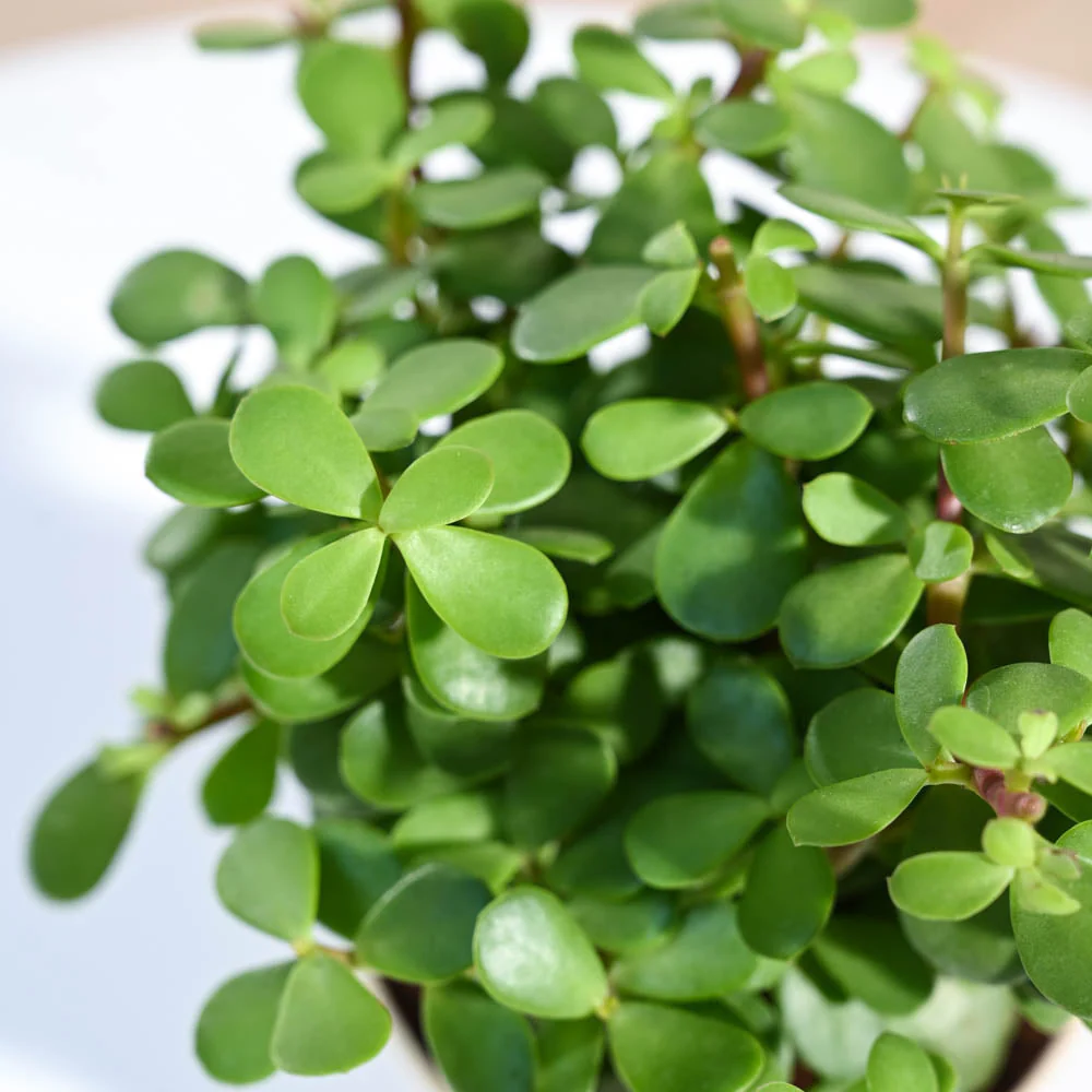 Jade Mini Plant For Environment Day Gifting - Image 72