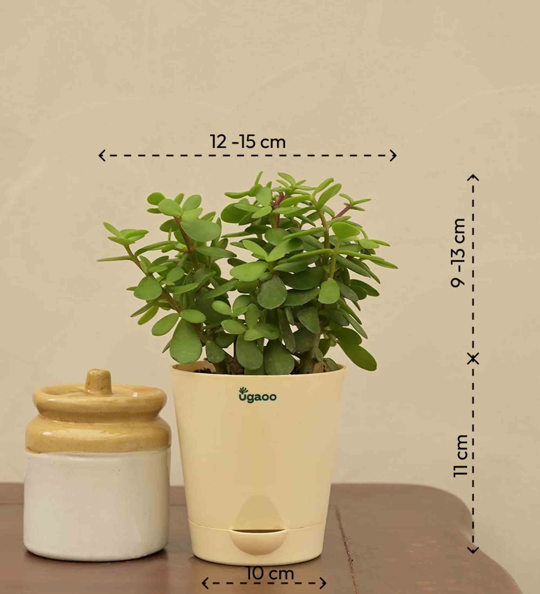 Jade Mini Plant For Environment Day Gifting - Image 5