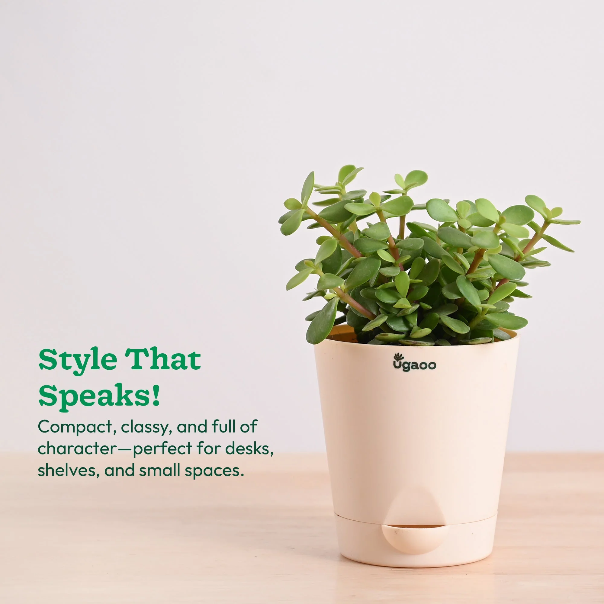 Jade mini plant with Self Watering Pot - Image 3