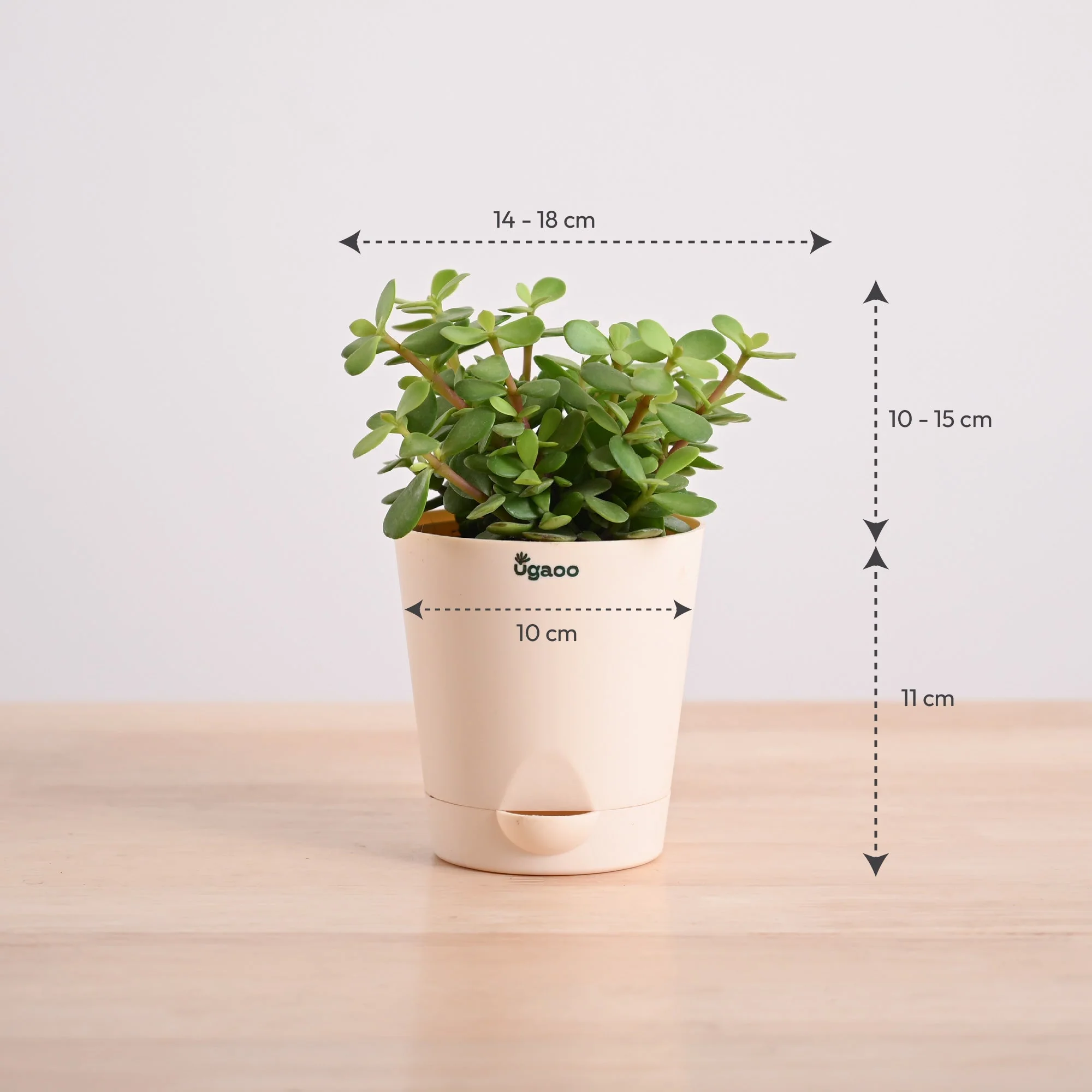 Jade mini plant with Self Watering Pot - Image 7