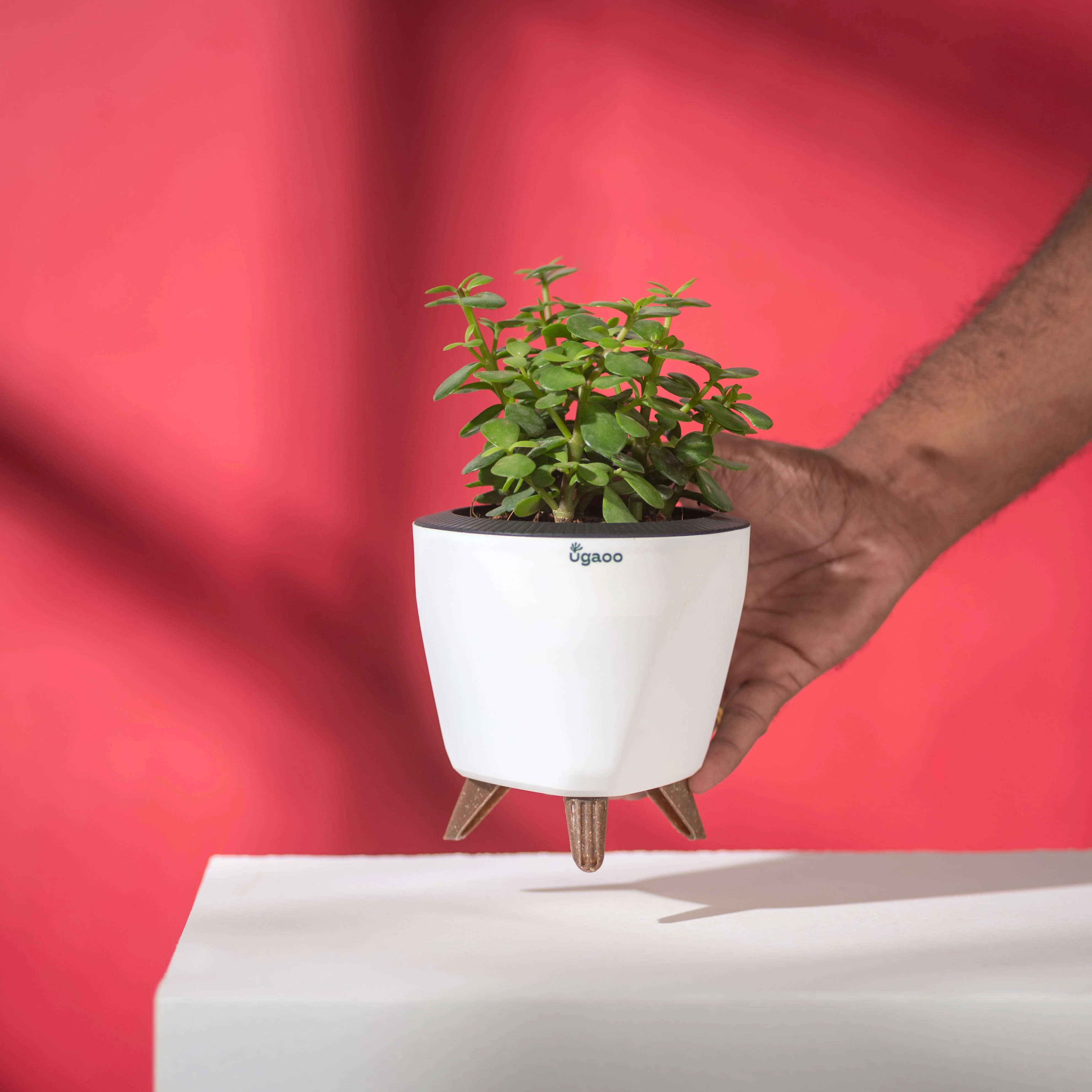 Jade Mini with White Lagos Pot - Image 3