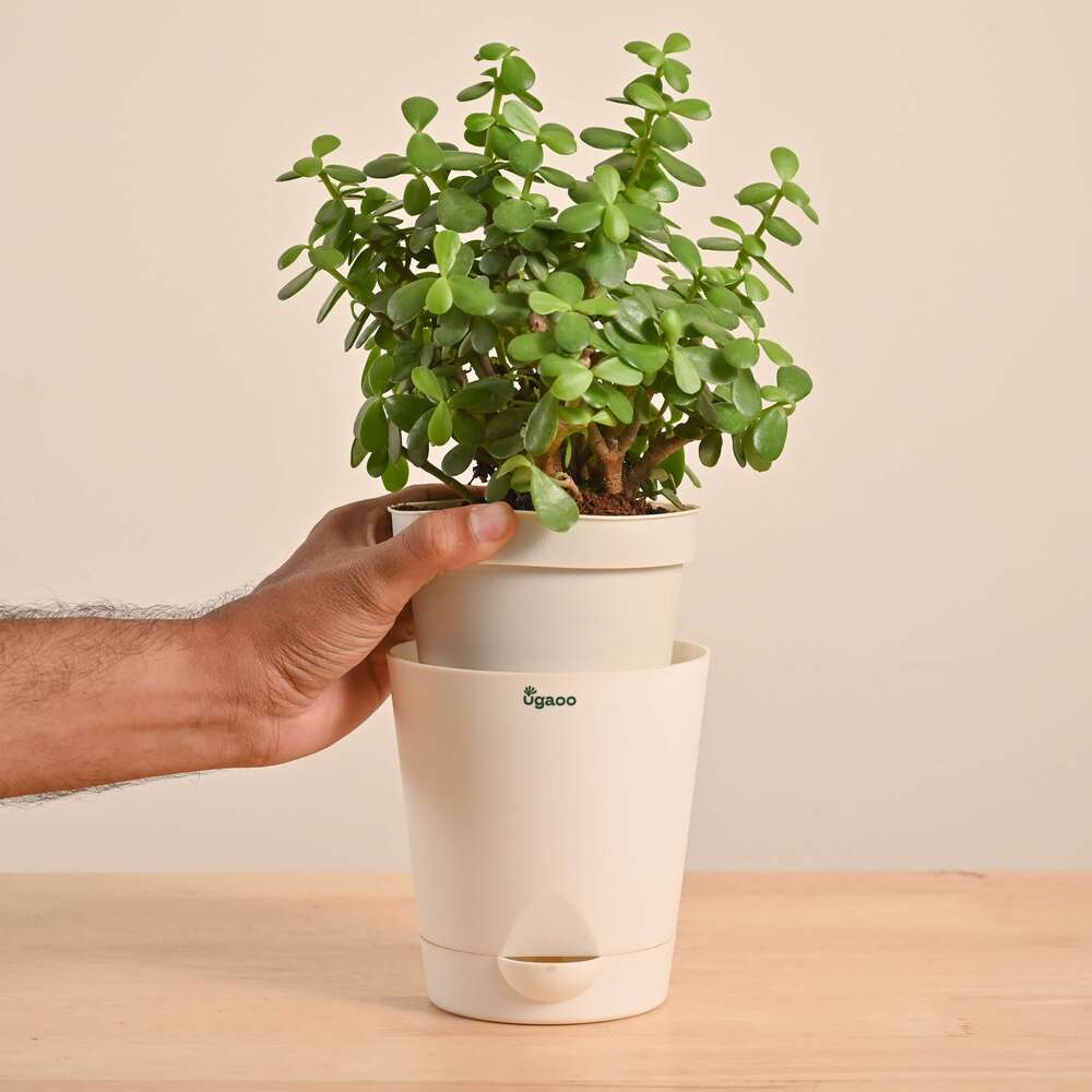 Jade Mini Plant - Image 106