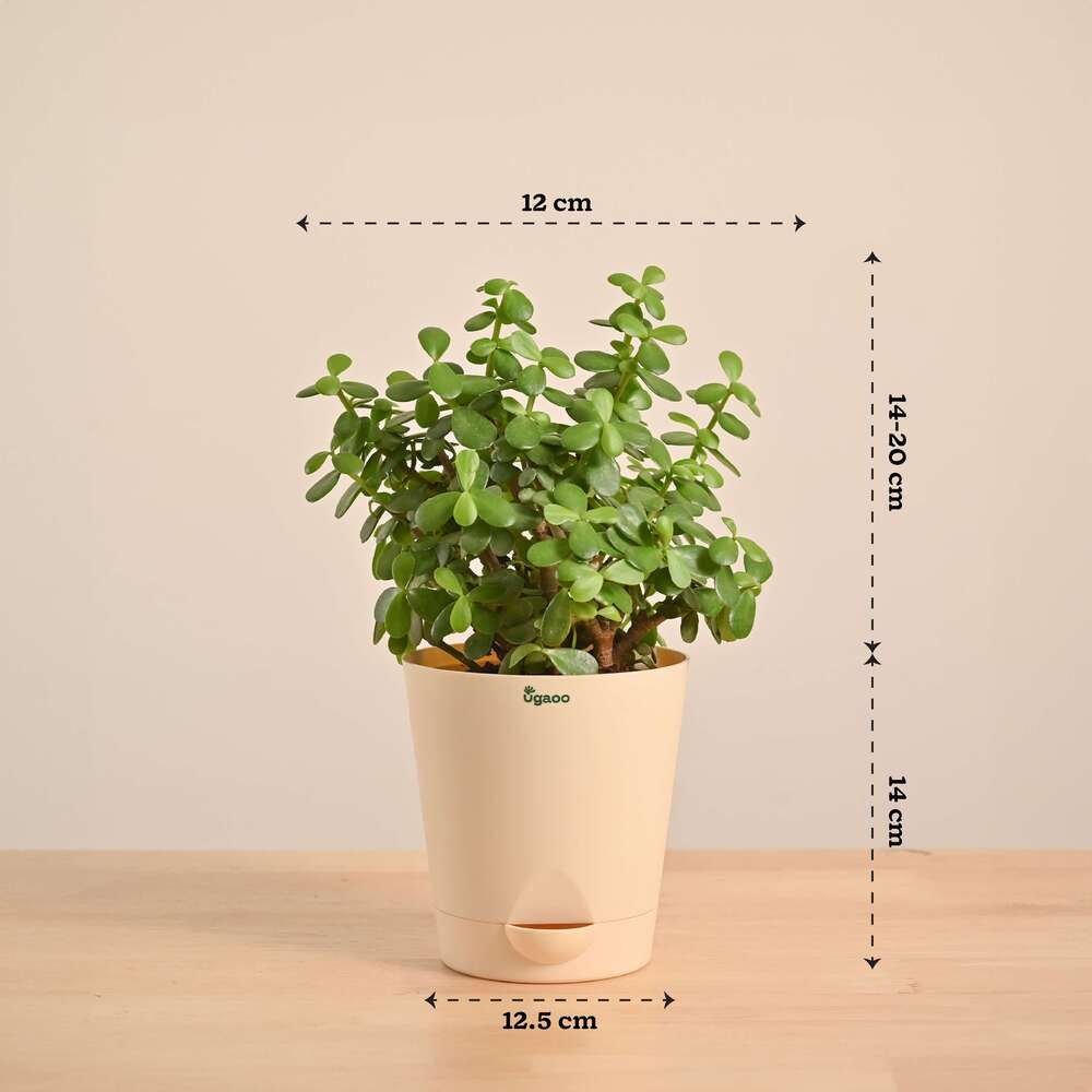 Jade Mini Plant - Image 112