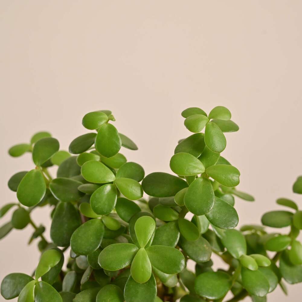 Jade Mini Plant - Image 113