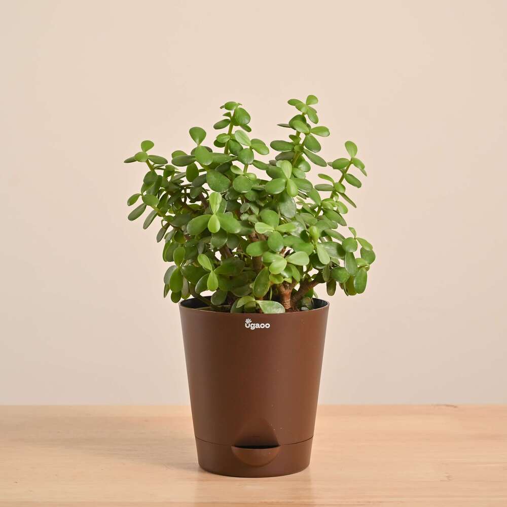 Jade Mini Plant - Image 116
